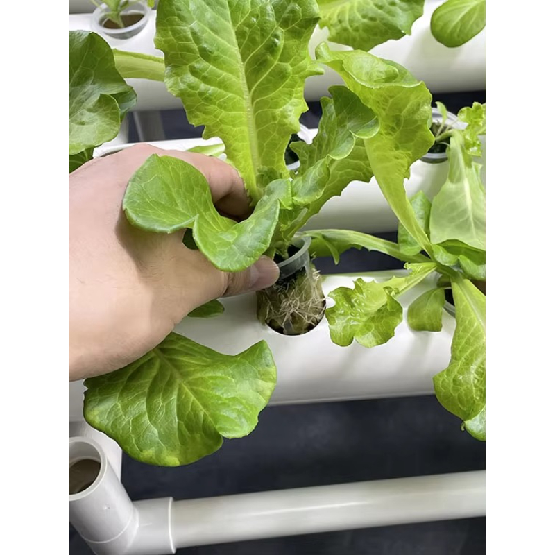 Kit di coltivazione idroponica - Aquaponics Home Kit recensione e prezzo